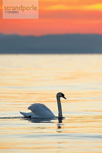 Höckerschwan (Cygnus olor)  Mute Swan  schwimmt bei Sonnenaufgang im Gegenlicht auf dem Bodensee  Thurgau  Schweiz  Europa