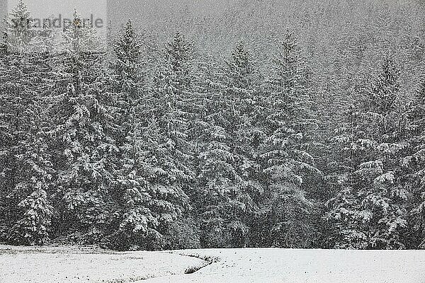 Starker Schneefall im Fichtenwald  Winter  Mondseeland  Oberösterreich  Österreich  Europa