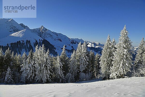Winterlandschaft  Verschneite Tannen  Gantrisch Gebirge  Berner Alpen  Kanton Bern  Schweiz  Europa
