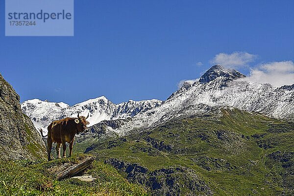 Kuh  Bündner Alpen  Kanton Graubünden  Schweiz  Europa