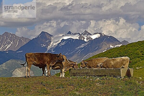 Kühe auf der Fiescheralp  Wallis  Schweiz  Europa