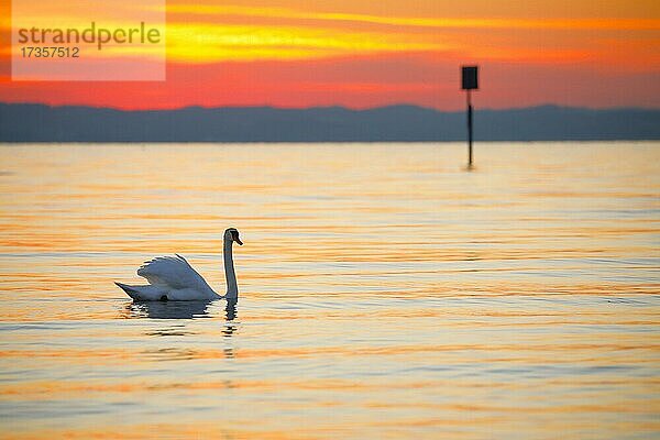 Höckerschwan (Cygnus olor)  Mute Swan  schwimmt bei Sonnenaufgang im Gegenlicht auf dem Bodensee  Thurgau  Schweiz  Europa