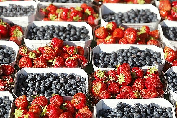 Frische Erdbeeren und Heidelbeeren in Schalen auf einem Marktstand  Bremen  Deutschland  Europa