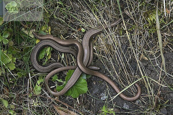 Blindschleiche (Anguis fragilis) Treffen mehrerer Exemplare an einer grasbewachsenen Böschung  Baden-Württemberg  Deutschland  Europa