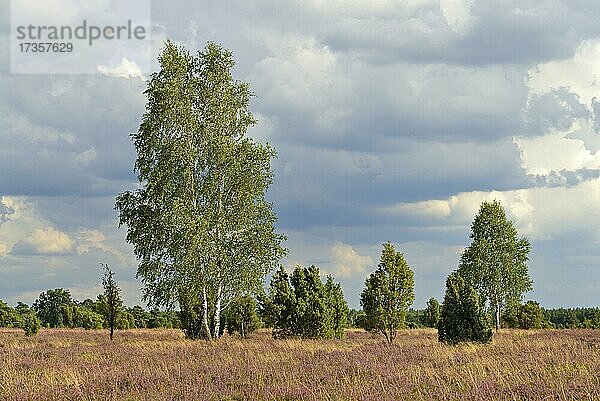 Heidelandschaft  Wacholderwald Schmarbeck  Wacholder (Juniperus communis)  Birken (Betula) und blühende Besenheide (Calluna Vulgaris)  Wolkenhimmel  Naturpark Südheide  Lüneburger Heide  Niedersachsen  Deutschland  Europa