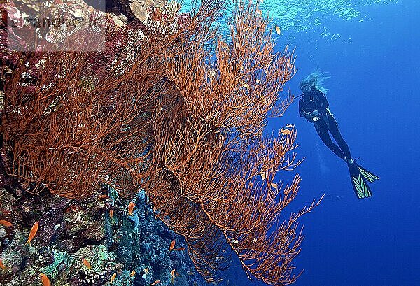Taucherin betrachtet Fächerkoralle (Anella mollis) an Steilwand von Korallenriff  Rotes Meer  Hurghada  Ägypten  Afrika