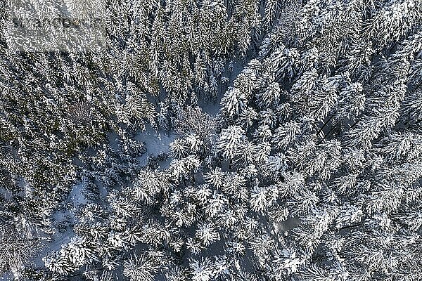 Schneebedeckter Fichtenwald (Picea) von oben  Drohnenaufnahme  Mondseeland  Salzkammergut  Oberösterreich  Österreich  Europa