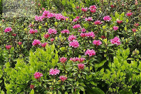 Rostblättrige Alpenrose (Rhododendron ferrugineum)  Allgäuer Alpen  Kleinwalsertal  Vorarlberg  Österreich  Europa