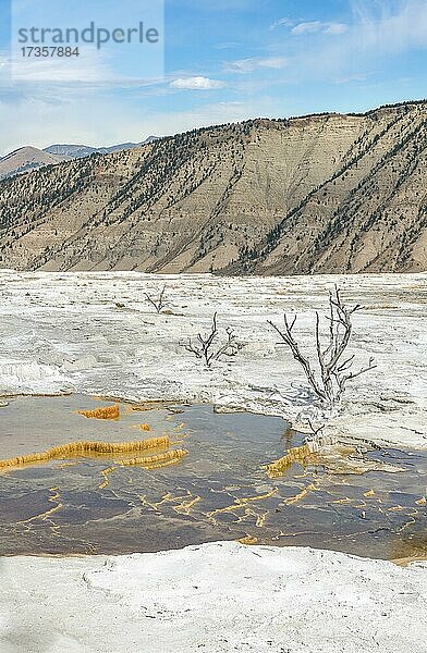 Abgestorbene Bäume an Sinterterrassen  heiße Quellen  orangene Mineralienablagerungen  Palette Springs  Upper Terraces  Mammoth Hot Springs  Yellowstone Nationalpark  Wyoming  USA  Nordamerika