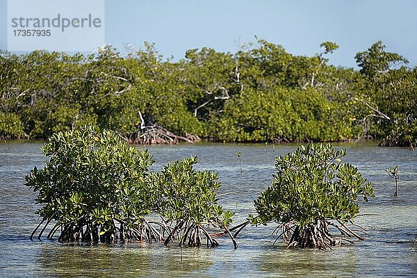 Mangroven (Rhizophora)  Nationalpark Jardines de la Reina  Archipel  Provinz Camagüey und Ciego de Ávila  Republi  Karibik  Kuba  Mittelamerika