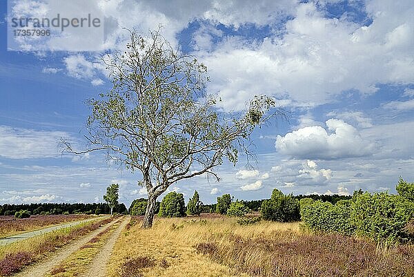 Heidelandschaft  Wacholderwald Schmarbeck  Wacholder (Juniperus communis)  Birken (Betula) und blühende Besenheide (Calluna Vulgaris)  blauer Wolkenhimmel  Naturpark Südheide  Lüneburger Heide  Niedersachsen  Deutschland  Europa