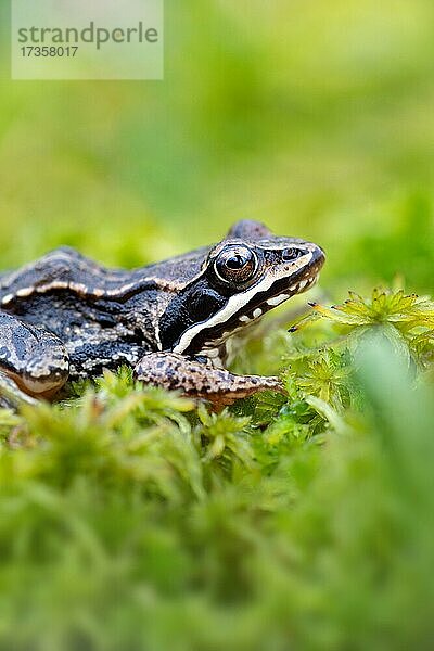 Moorfrosch (Rana arvalis)  sitzt auf Torfmoos im Moor  Esterweger Dose  Niedersachsen  Deutschland  Europa