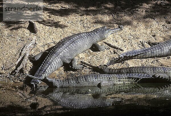 Gangesgavial (Gavialis gangeticus) oder Gavial Madras Crocodile Bank  Tamil Nadu  Indien  Asien