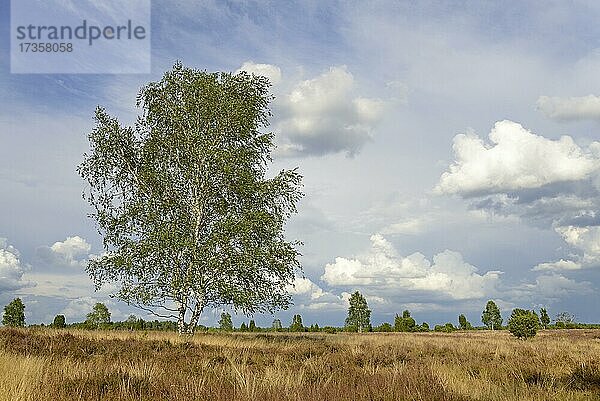 Heidelandschaft  Wacholderwald Schmarbeck  Wacholder (Juniperus communis)  Birken (Betula) und blühende Besenheide (Calluna Vulgaris)  blauer Wolkenhimmel  Naturpark Südheide  Lüneburger Heide  Niedersachsen  Deutschland  Europa