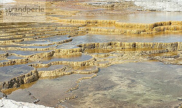 Sinterterrassen  heiße Quellen  orangene Mineralienablagerungen  Palette Springs  Upper Terraces  Mammoth Hot Springs  Yellowstone Nationalpark  Wyoming  USA  Nordamerika