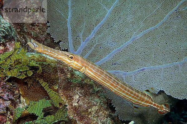 Westatlantischer Trompetenfisch (Aulostomus maculatus)  Karibik  Bahamas  Mittelamerika