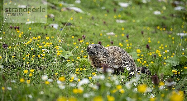 Murmeltier (Marmota) in einer Blumenwiese  Allgäuer Alpen  Allgäu  Bayern  Deutschland  Europa