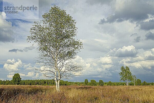 Heidelandschaft  Wacholderwald Schmarbeck  Wacholder (Juniperus communis)  Birken (Betula) und blühende Besenheide (Calluna Vulgaris)  Wolkenhimmel  Naturpark Südheide  Lüneburger Heide  Niedersachsen  Deutschland  Europa