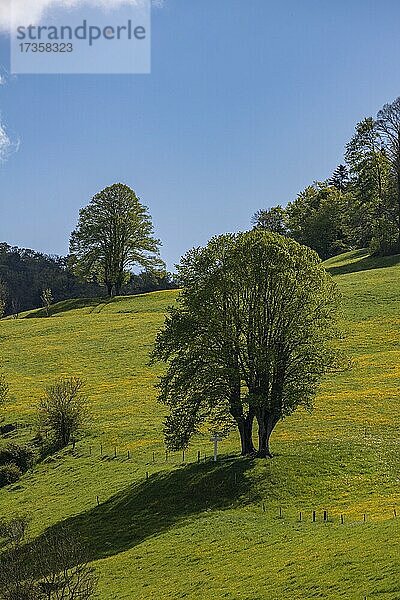 Zwei Zwillingsbäume  Linden  Zwillingslinden  Wisen  Solothurn  Schweiz  Europa