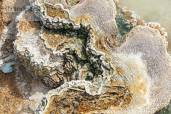 Detailaufnahme  heiße Quelle mit orangenen Mineralienablagerungen und Bakterienkolonien  Palette Springs  Upper Terraces  Mammoth Hot Springs  Yellowstone Nationalpark  Wyoming  USA  Nordamerika
