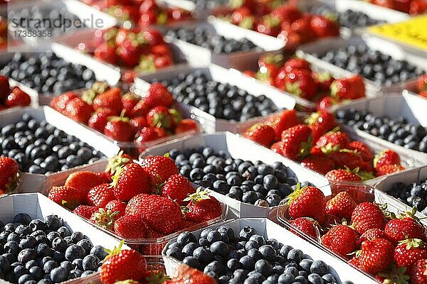 Frische Erdbeeren und Heidelbeeren in Schalen auf einem Marktstand  Bremen  Deutschland  Europa