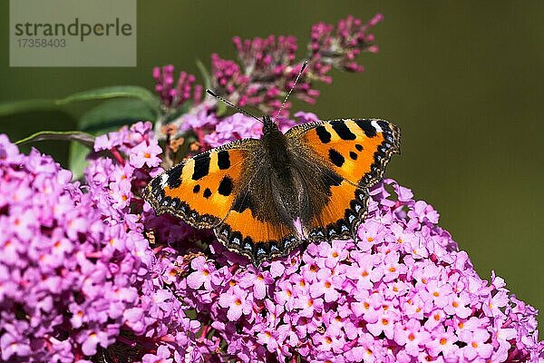 Kleiner Fuchs (Aglais urticae)  Schmetterling sitzt auf Sommerflieder oder Schmetterlingsflieder (Buddleja davidii)  Hessen  Deutschland  Europa