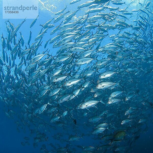 Fischschwarm von Großaugenmakrelen (Caranx sexfasciatus) formiert sich in Form von Kreisel  Indopazifik  Pazifik  Tulamben  Bali  Indonesien  Asien