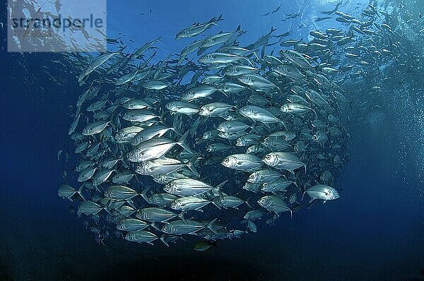 Fischschwarm von Großaugenmakrelen (Caranx sexfasciatus) formiert sich in Form von Kugel  Indopazifik  Pazifik  Tulamben  Bali  Indonesien  Asien