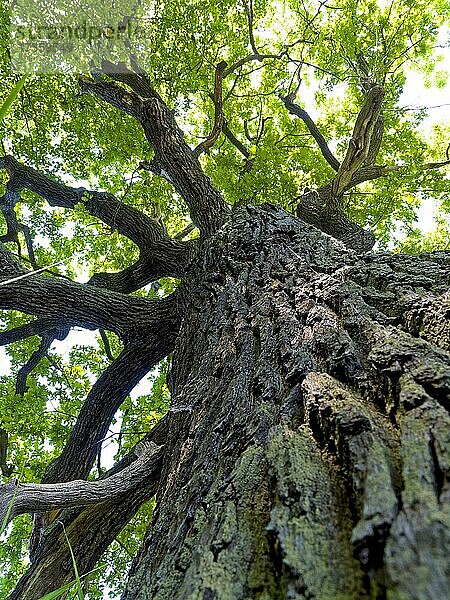Eiche (Quercus robur)  Stamm einer alten knorrigen Eiche  Oberlausitz  Sachsen  Deutschland  Europa