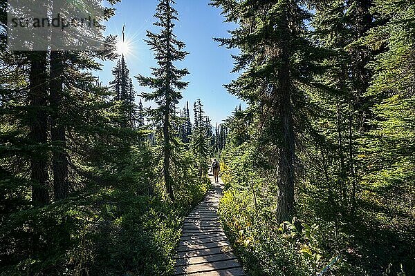Wanderweg aus Holz im Wald  Wanderweg zum Garibaldi Lake  Sonne scheint durch Bäume  Garibaldi Provincial Park  British Columbia  Kanada  Nordamerika