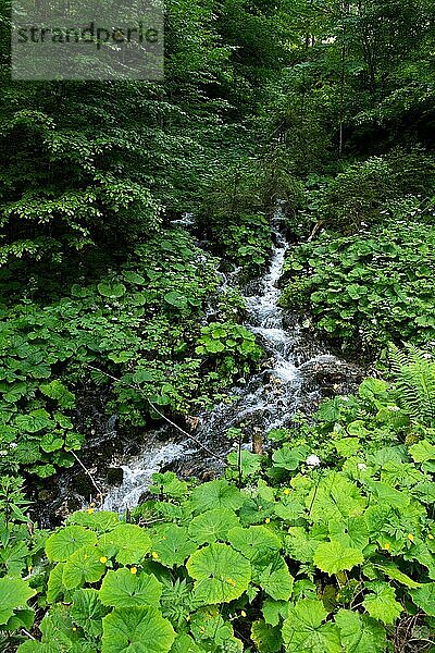 Gebirgsbach  vegetationsreicher Gewässerrand  Lebensraum des Alpensalamanders (Salamandra atra)  Ammergauer Alpen  Ostallgäu  Bayern  Deutschland  Europa