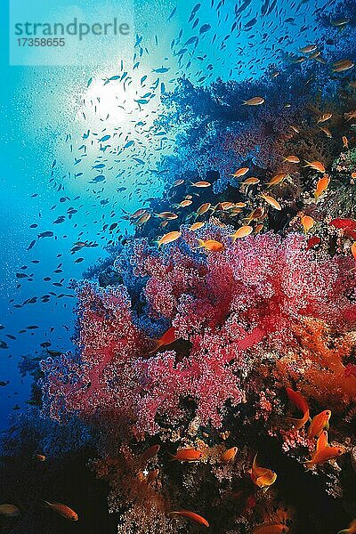 Rote Weichkorallen an Stelwand von Korallenriff  darüber Fischschwarm von Juwelen Fahnenbarsch (Pseudanthias squamipinnis)  Rotes Meer  Ägypten  Afrika