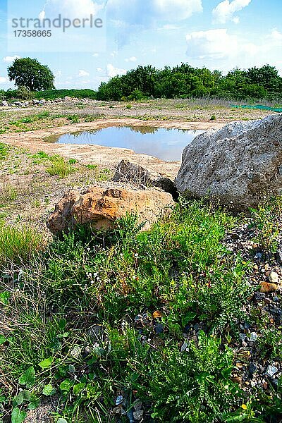 Amphibienlaichgewässer im Schutzgebiet  EU Life Projekt Trittstein Biotope AmphibienVerbund  Städte Region Aachen  Deutschland  Europa