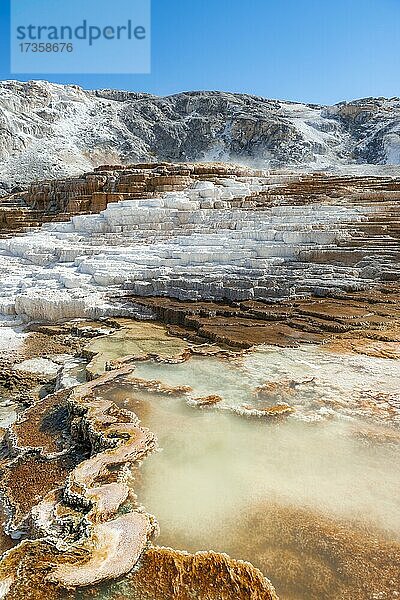 Sinterterrassen  heiße Quellen  orangefarbene Mineralienablagerungen  Palette Springs  Lower Terraces  Mammoth Hot Springs  Yellowstone Nationalpark  Wyoming  USA  Nordamerika