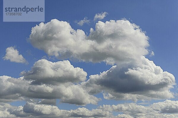 Wolkenformation  blauer Himmel mit tiefziehenden Quellwolken (Cumulus)  Nordrhein-Westfalen  Deutschland  Europa