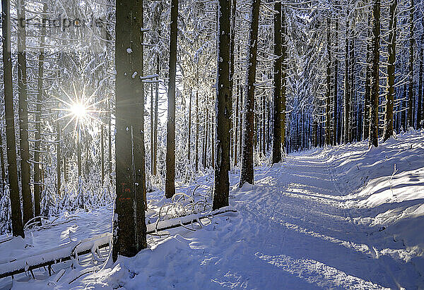 Winterwald zwischen Ober-Abtsteinach und Siedelsbrunn lm hessischen Odenwald  Überwald  Hessen  Deutschland  Europa.