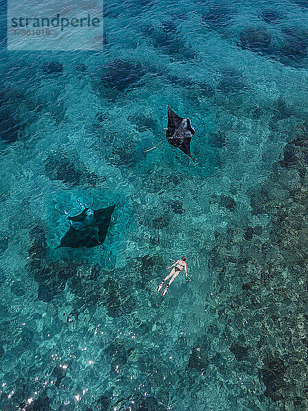 Luftaufnahme einer Frau  die in der Nähe von zwei Mantarochen im türkisfarbenen Wasser des Pazifischen Ozeans schwimmt