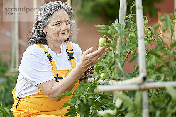 Ältere Frau begutachtet Tomaten im Garten