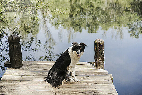 Border Collie sitzt auf einem Steg am See im Wald
