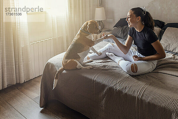 Glückliches Mädchen beim Händeschütteln mit Beagle im Schlafzimmer