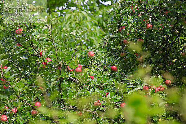 Apfelbaum im Frühling in einem Obstgarten