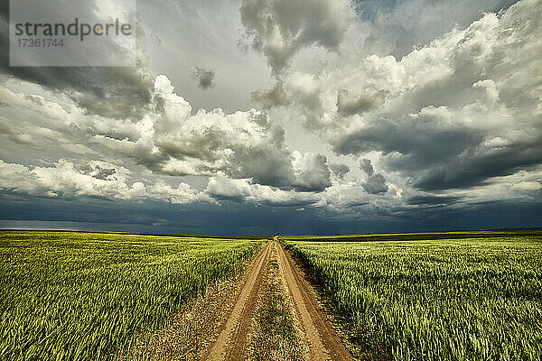 Gewitterwolken über einer unbefestigten Straße  die durch ein großes grünes Weizenfeld führt