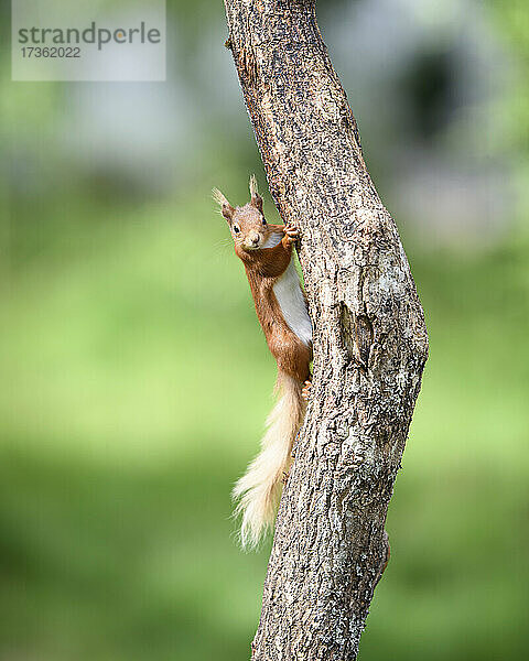 Rotes Eichhörnchen (Sciurus vulgaris) schaut in die Kamera  während es auf einen Baumstamm klettert