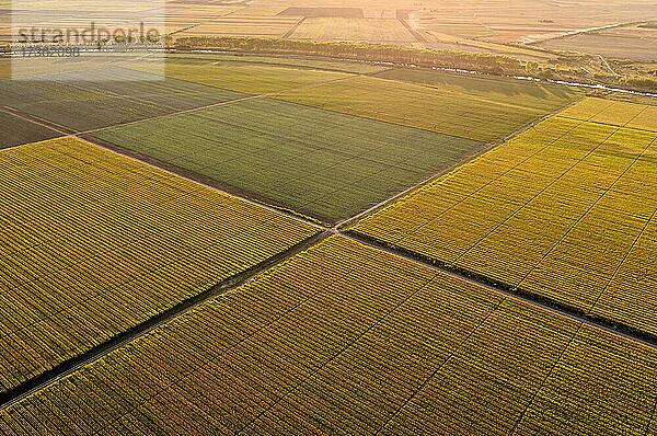 Luftaufnahme von ausgedehnten landwirtschaftlichen Feldern in der Abenddämmerung
