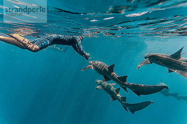 Junger Mann schwimmt mit Ammenhaien im Meer