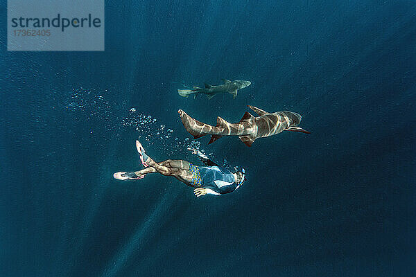 Junger Mann schwimmt mit Ammenhaien unter Wasser