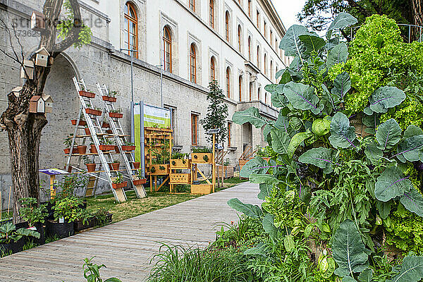 Gemüseanbau im städtischen Garten
