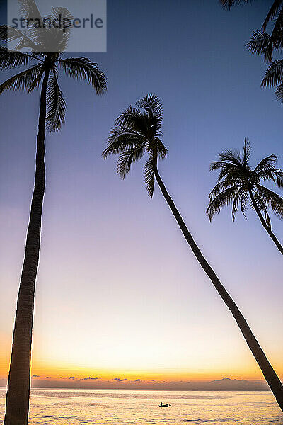 Silhouetten von Palmen stehen gegen lila Himmel bei Sonnenuntergang