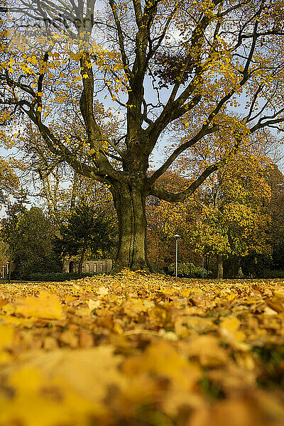 Herbstbaum im Wilhelminapark  Utrecht  Niederlande