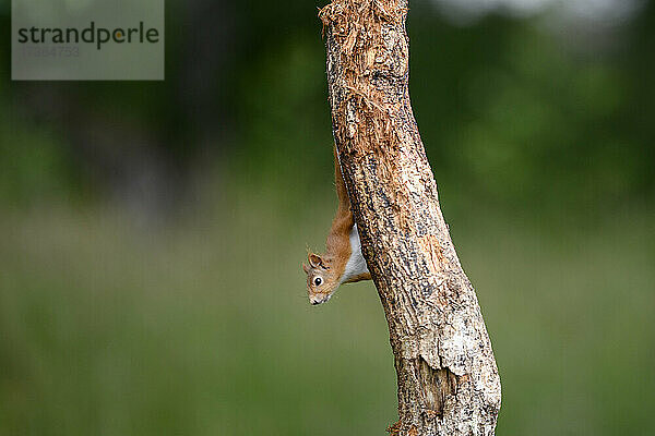 Rotes Eichhörnchen (Sciurus vulgaris) klettert an einem Baumstamm herunter